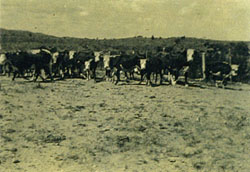 Elliott cattle