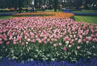 Keukenof gardens, The Netherlands